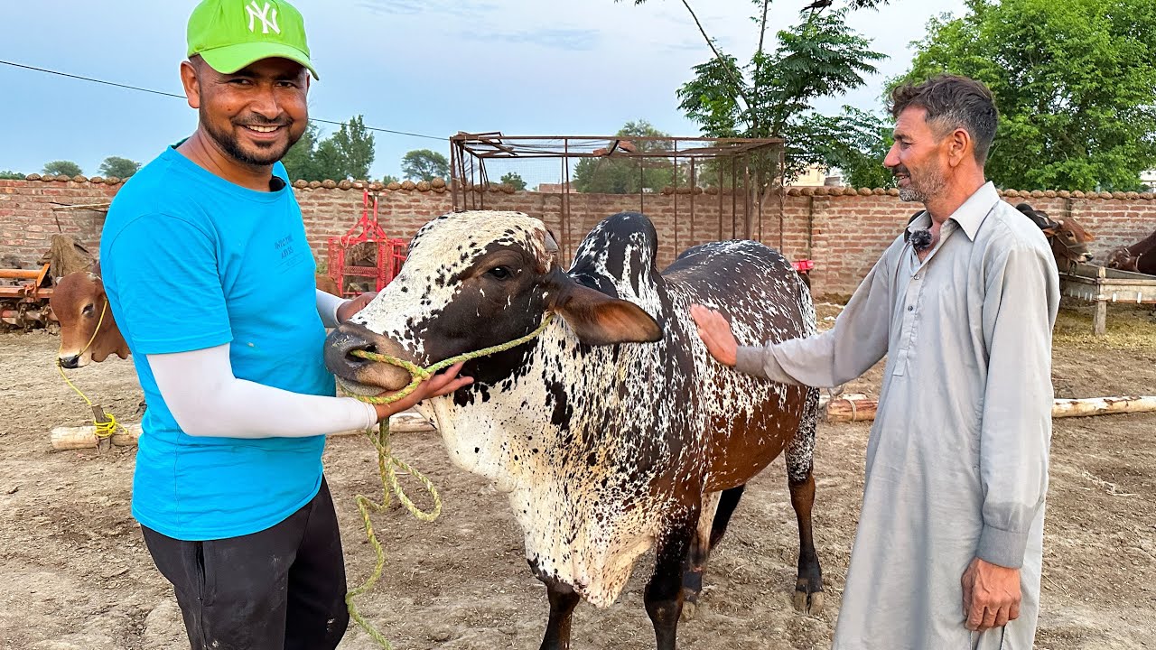 Qurbani Ke Liye Janwar Ki Talash