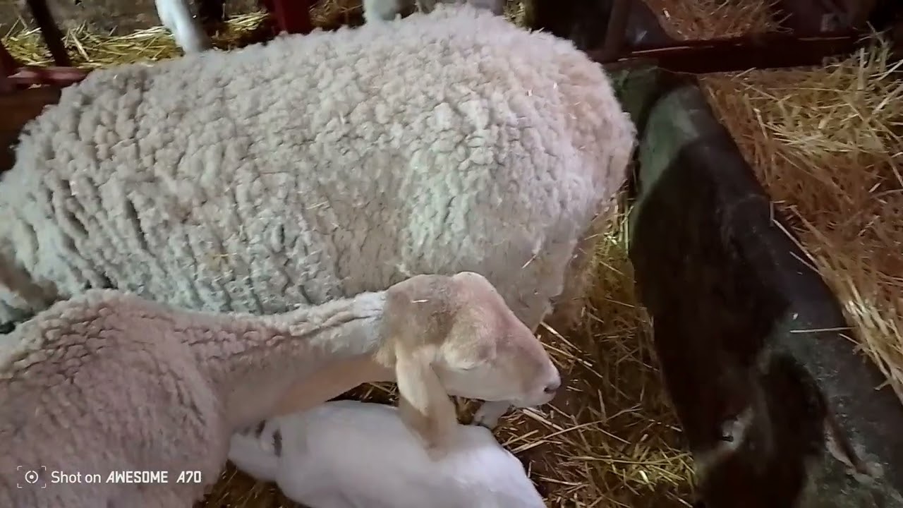 ولادات جديدة ، وربنا يعوضنا خير...