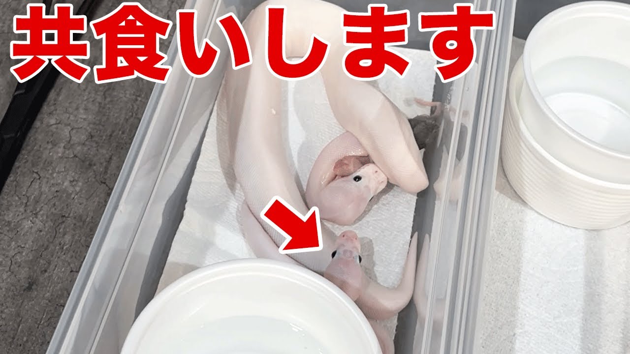 【※超危険なエサやり】これやるとヘビが全滅します