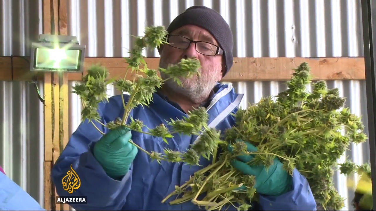 Chile pioneering the use of marijuana for medicinal purposes