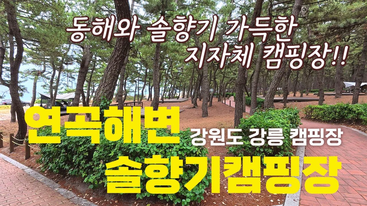 연곡솔향기캠핑장: 소나무 숲과 바다가 만나는 캠핑의 성지! 🌲🌊 #캠핑장 #오토캠핑 #강원도캠핑장