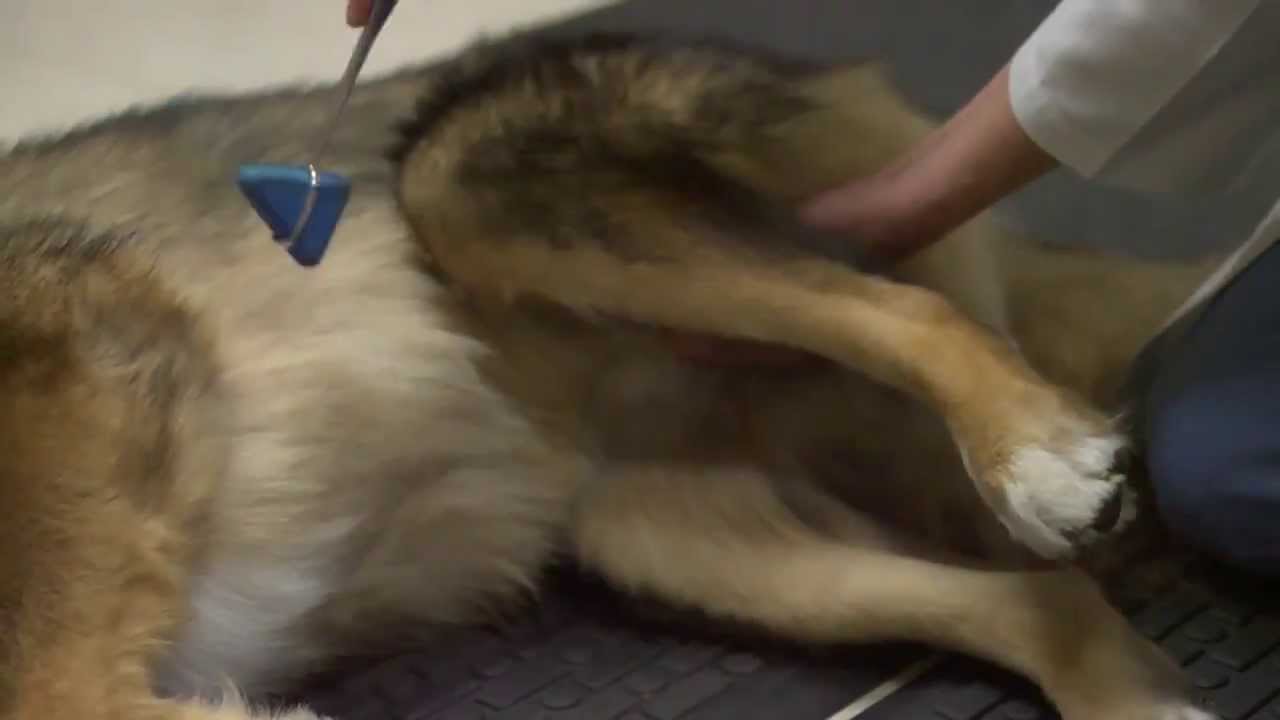 Neurology and Neurosurgery at UW Veterinary Care (with Dr. Heidi Barnes Heller)