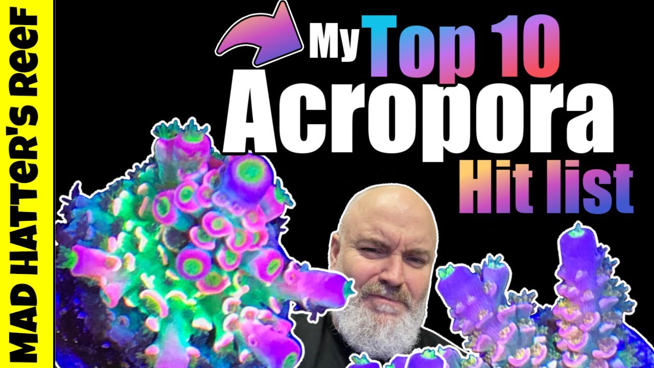 My Top 10 Acropora Hit List