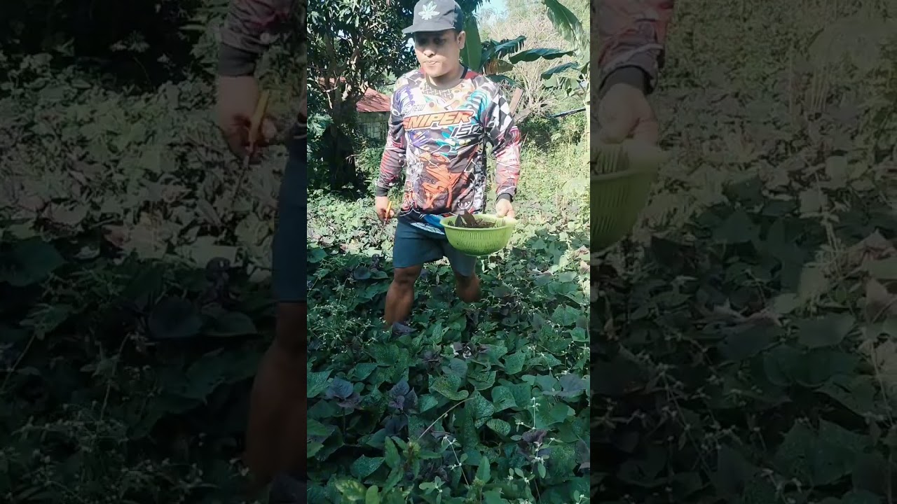Fresh ginisang talbos kamote 