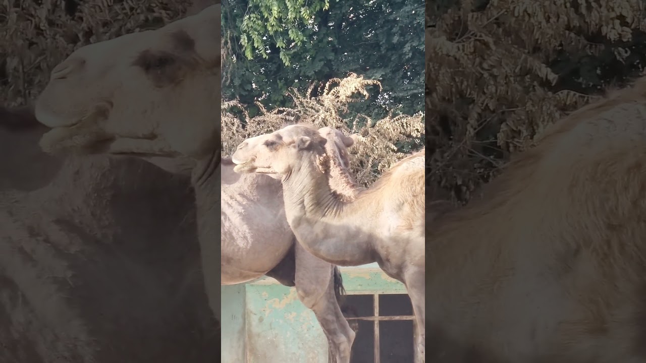 Camels #wildlife #photography #animals #wildlifevideos #Camels