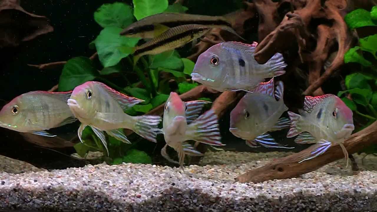 Ziemiojad Red Head Tapajos