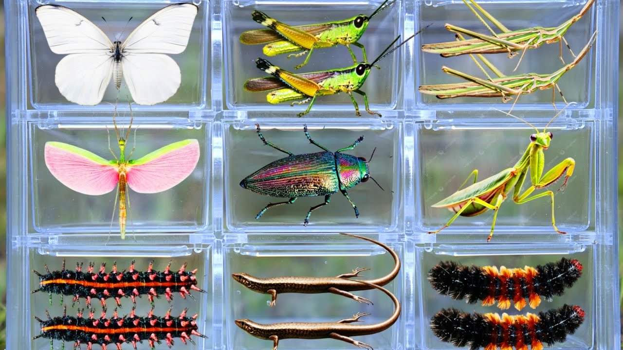Amazing Wild Bug Catching: Rare Beetles, Praying Mantis, Butterflies, Grasshoppers & More