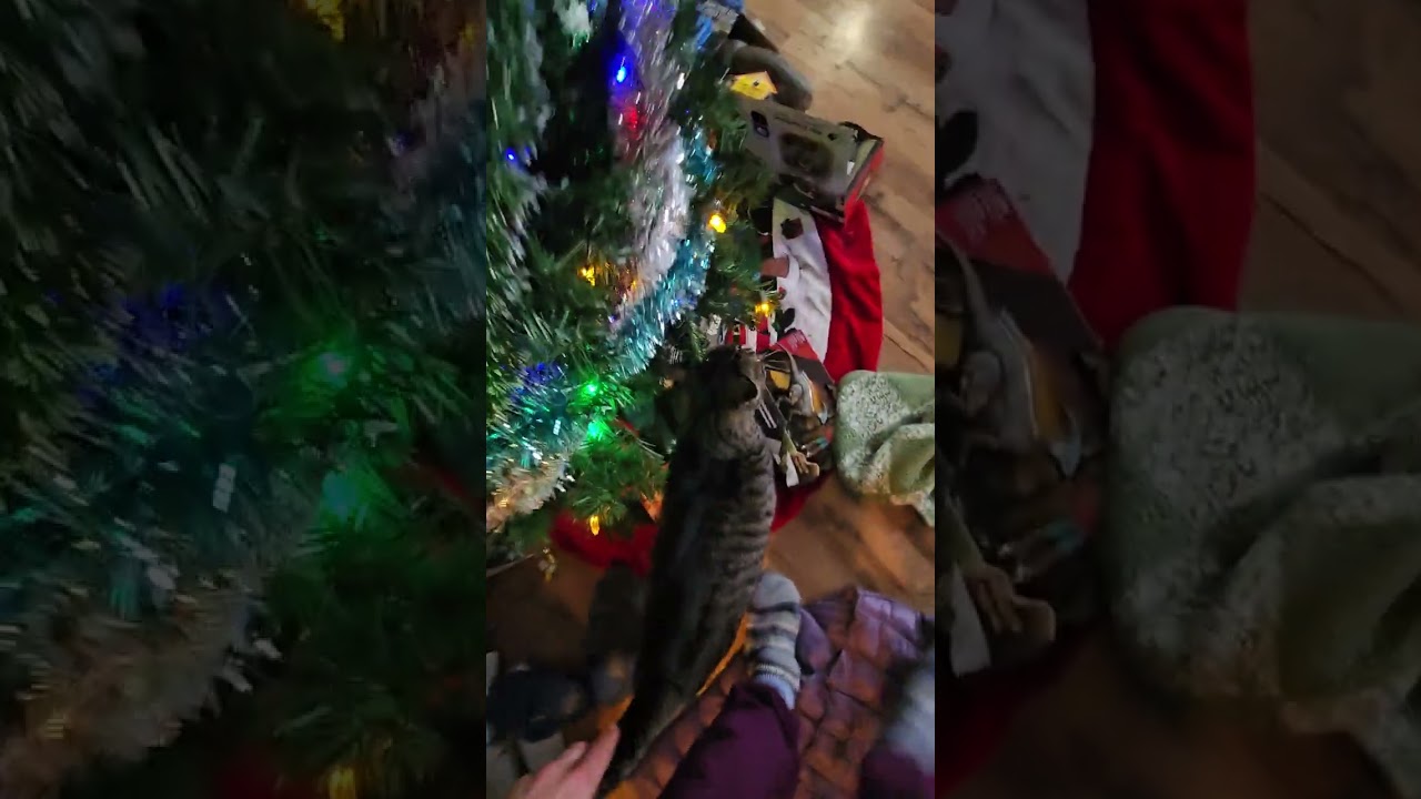 Miley and Nala and Midnight 🤗🦋🐈‍⬛🫶💜🎶Jan 12th 