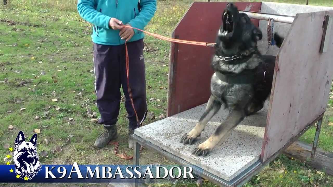 Uri z Kurimskeho haje 15mo.old ( Maximus Tobani x Lacki Balgaro )