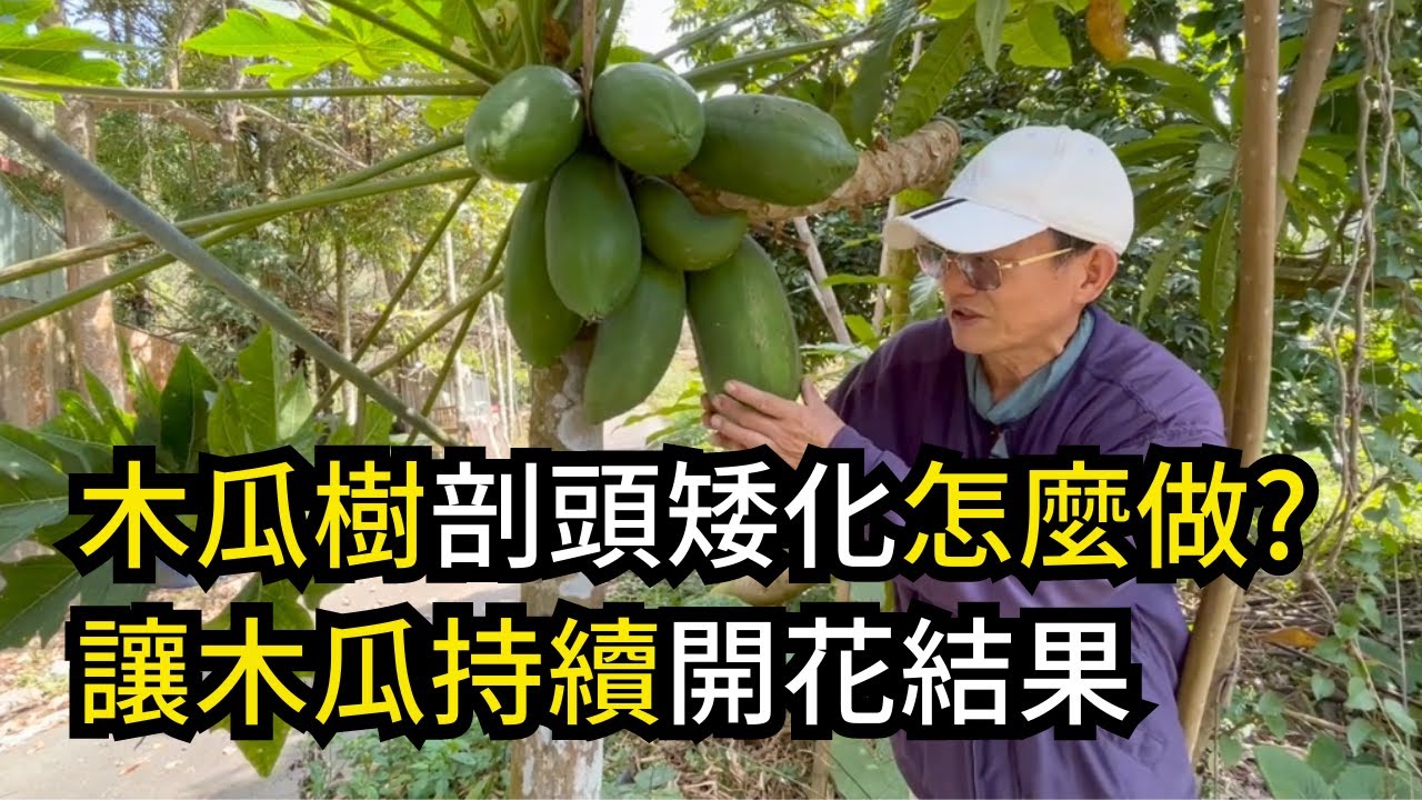 木瓜樹剖頭矮化怎麼做?矮化時要注意什麼?越早矮化成功率越高，分享提高木瓜產量的矮化方法 | 阿星種植