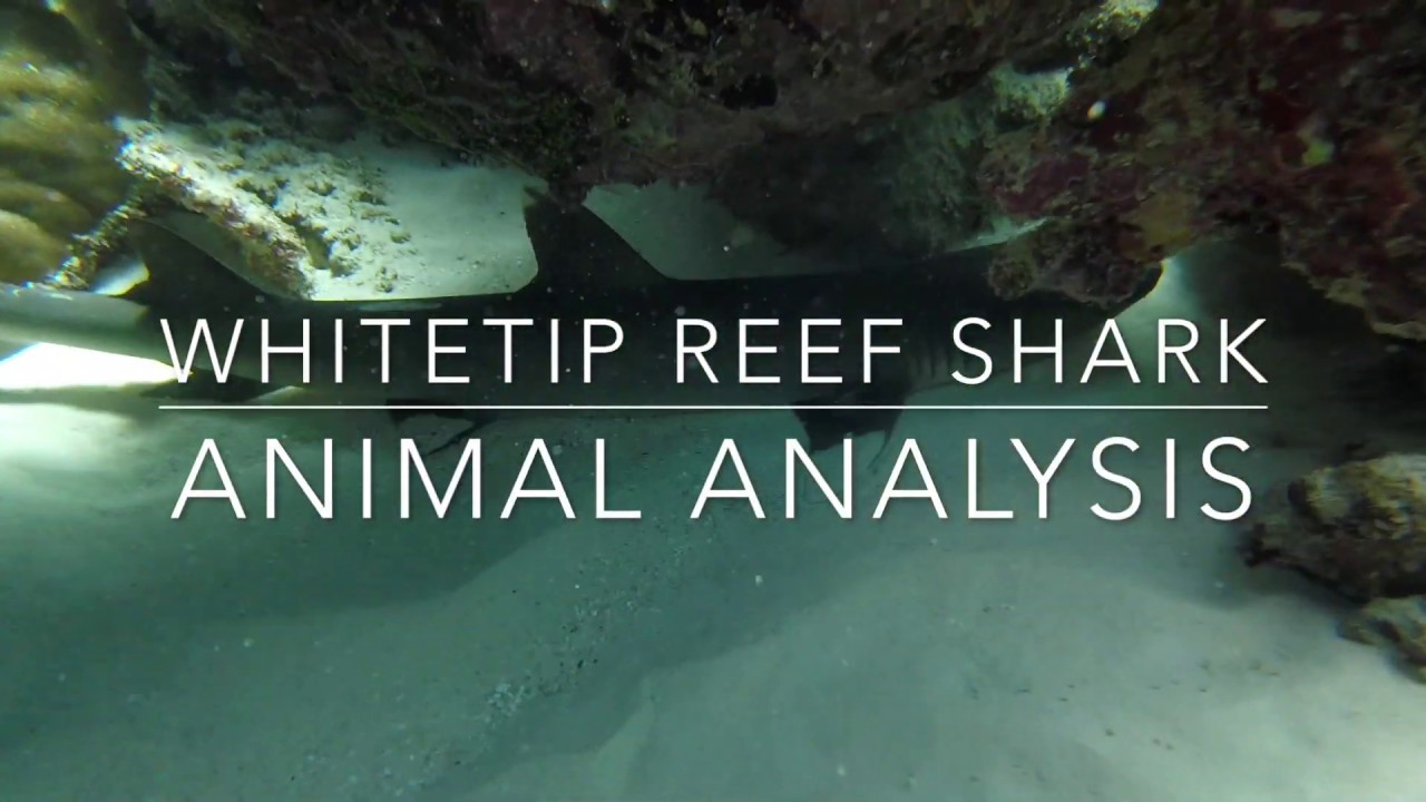 Whitetip Reef Shark | Animal Analysis | It's Wild Out There! | Subscribe!