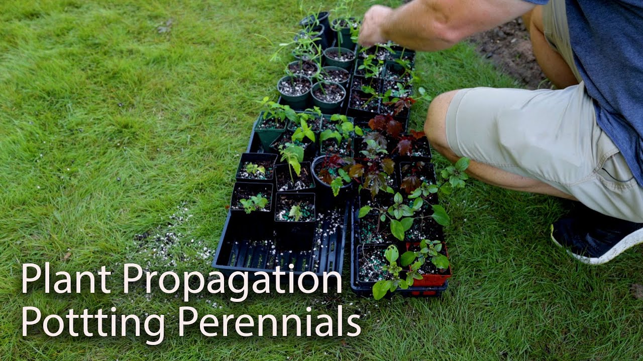 Potting up Perennials - How to Root Jasmine, Abelia, Oakleaf Hydrangeas -  Plant Propagation EP7