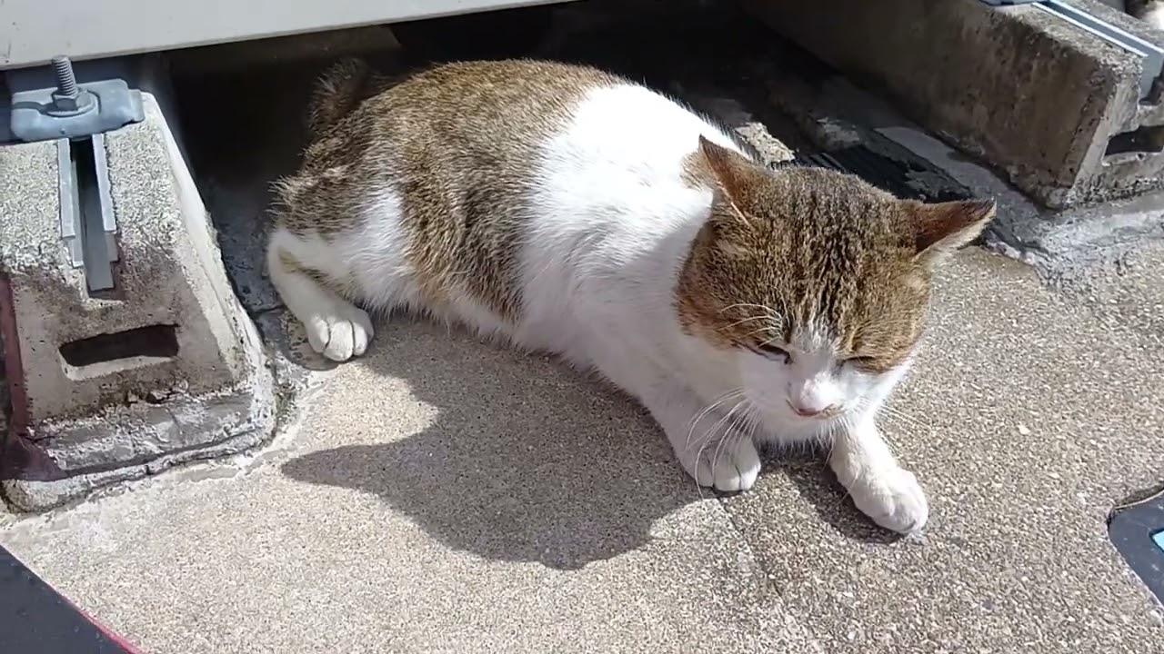猫の泣いています。