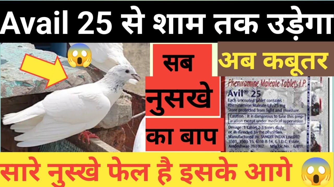 कबूतर को Avail 25 से शाम तक उड़ाए | Avail 25 ka zabardast nuskha