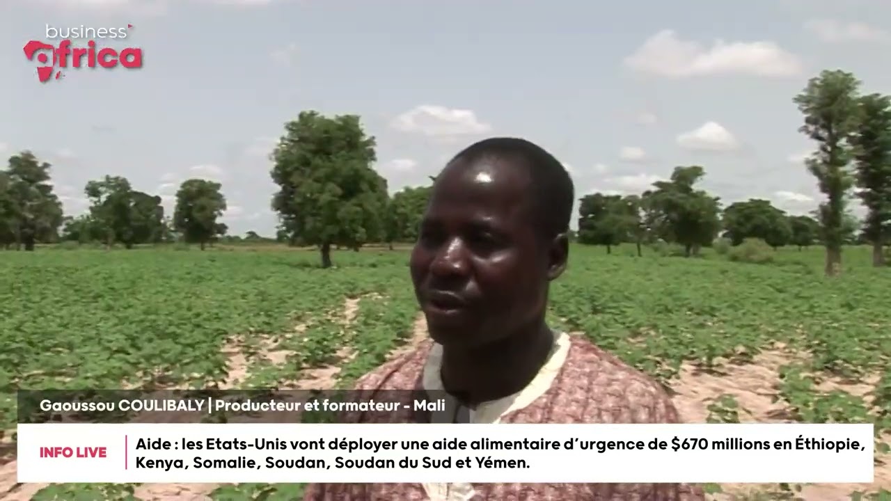 Le Mali redevient le premier producteur de coton africain - Économie