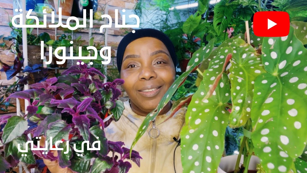 كيف الرعاية والاهتمام بنبات البقونيا جناح الملائكة ونبات الجينورا ؟!