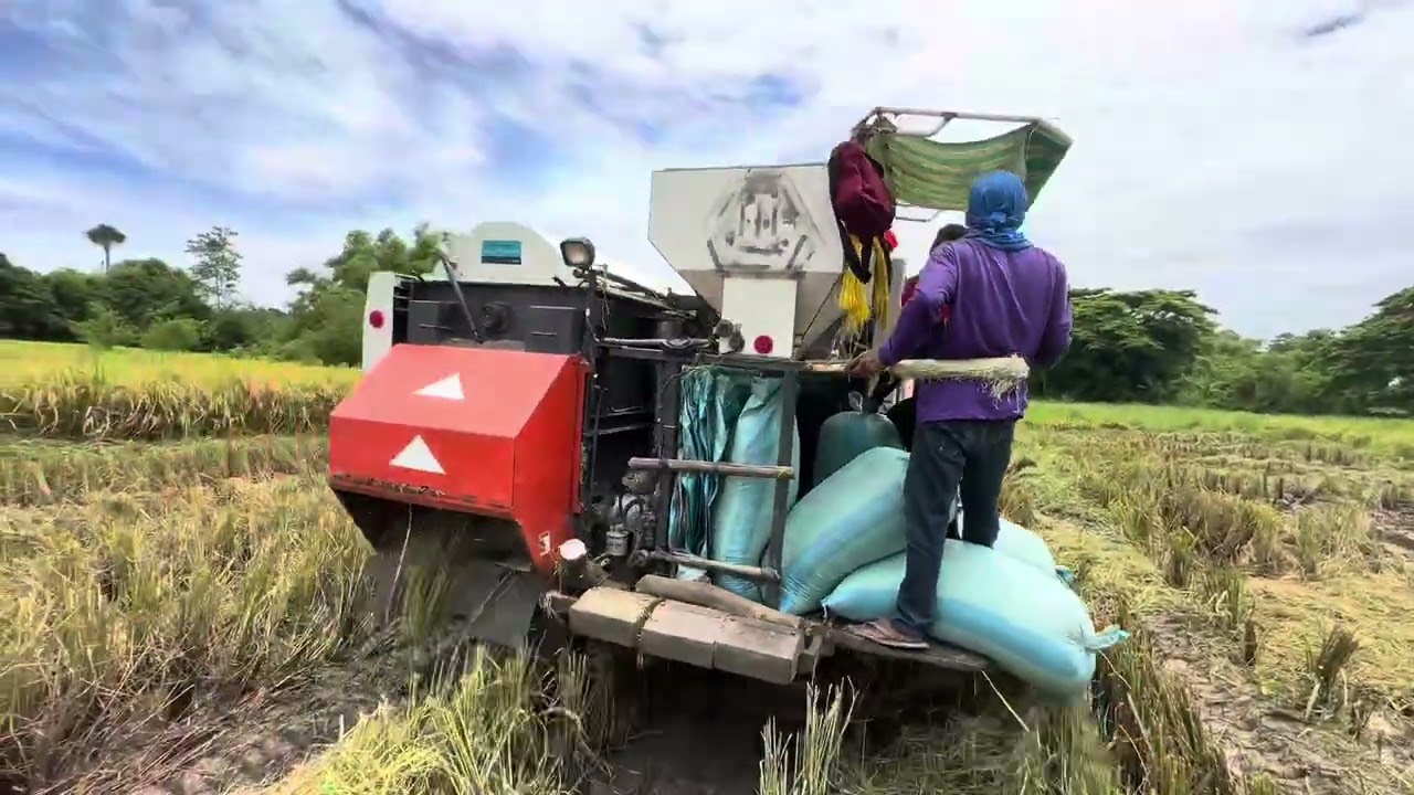 Rice harvester in the Philippines 🇵🇭 🇸🇻👍