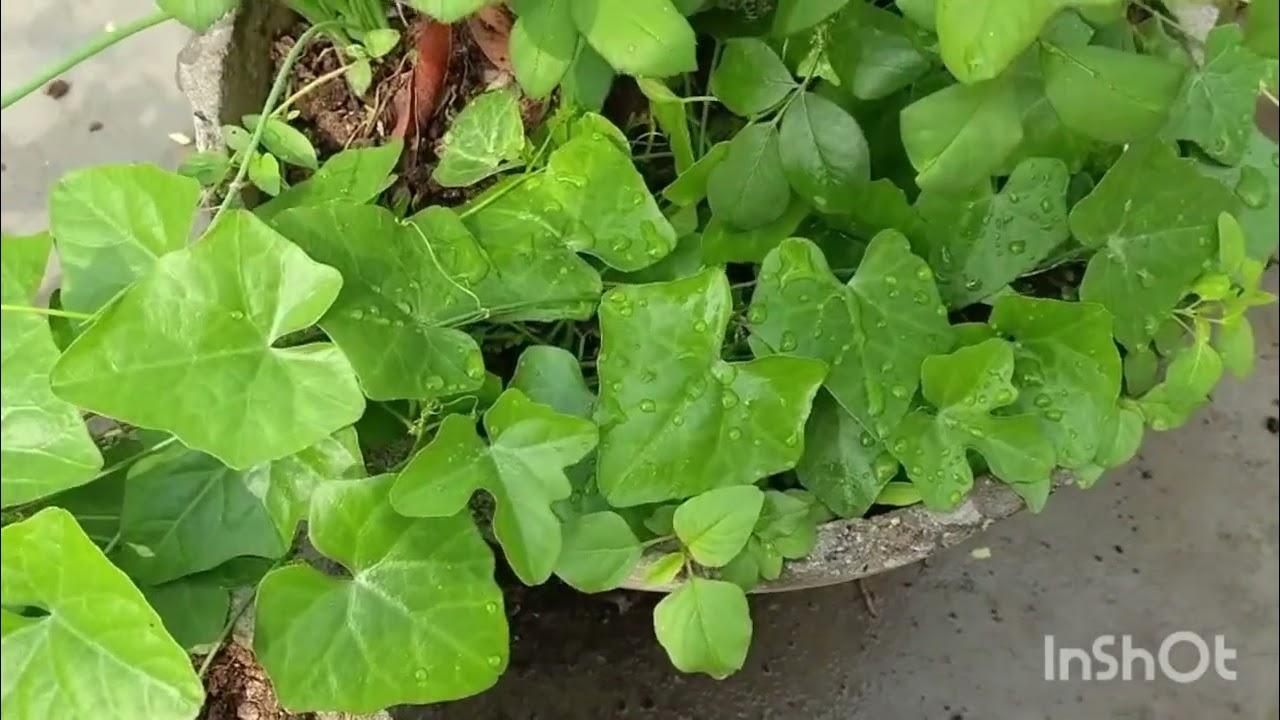 My favorite rose plants #plz like 😊 subscribe 🙂and share and comment 🥳