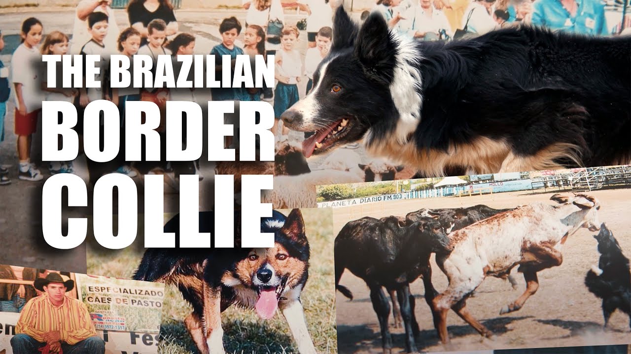 Ep 4 - Moura Dogmanship - The origin of the Brazilian border collie - Part 1