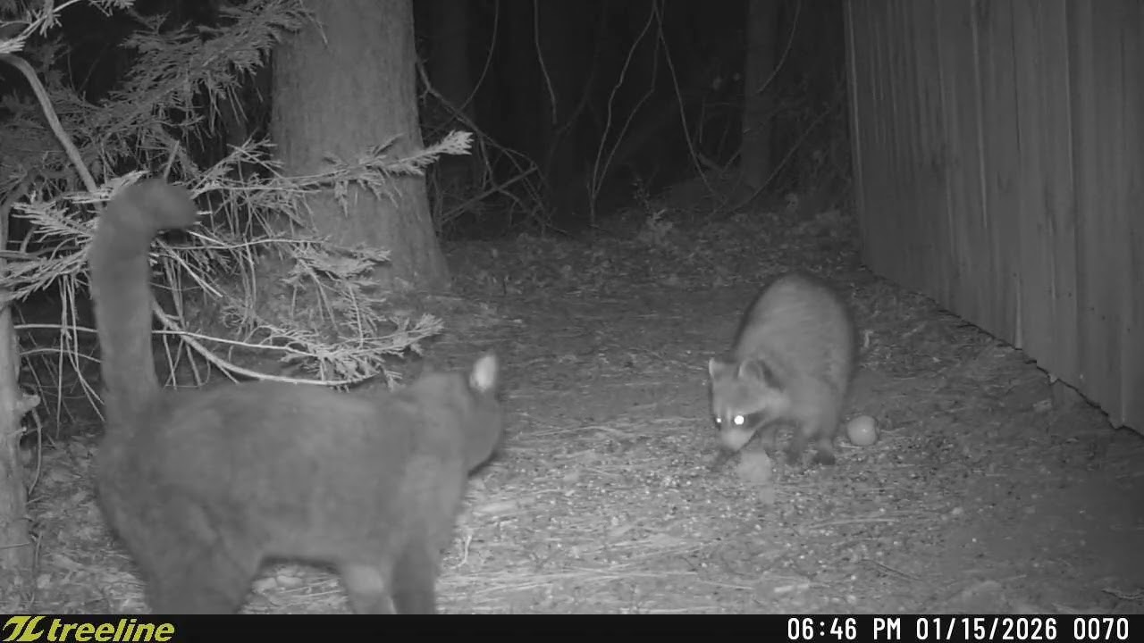 thursday night by the fence