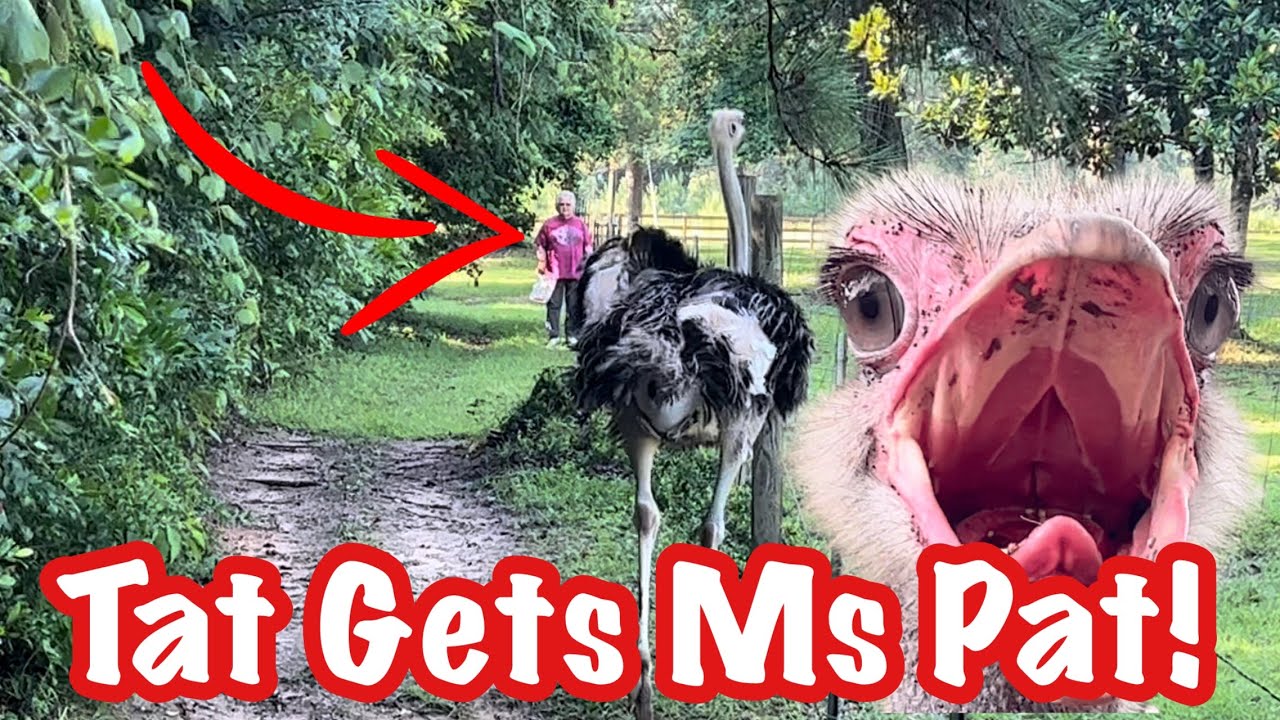 Ostrich Escapes To Terrorize Neighbors
