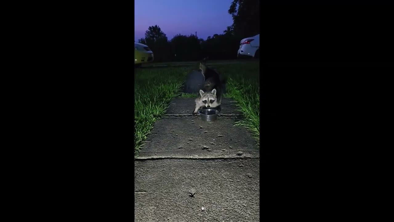 One Smart Raccoon