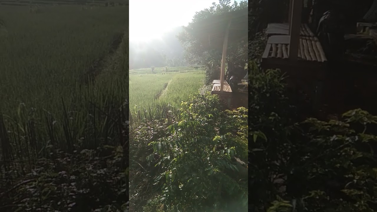 morning atmosphere in beautiful nature 