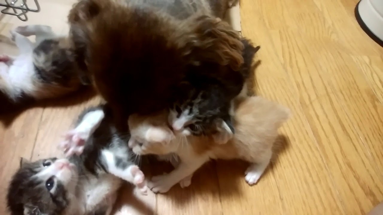 子猫のお世話