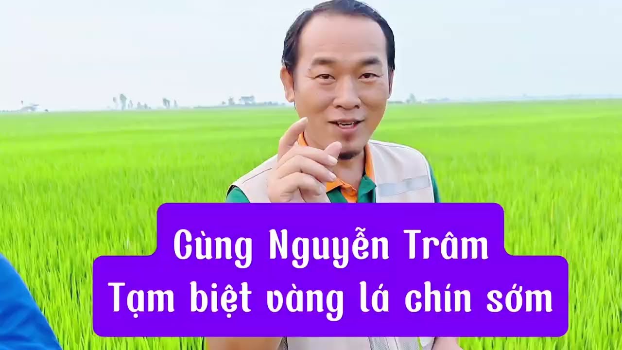 Vàng lá chín sớm đã có thuốc trị