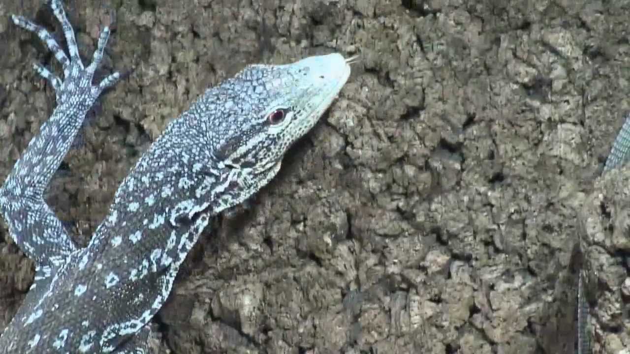 Der Blaue Baumwaran - Varanus macraei - ein Saphir unter den Seinen