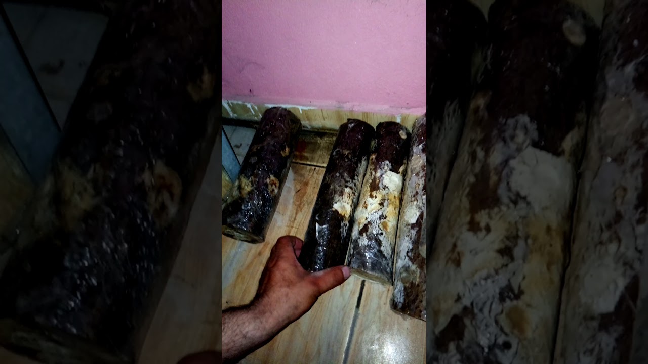 Kütükte mantar olayların bilinmesi gereken geecekler