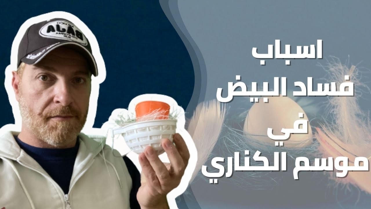 سر واسباب فساد البيض وموت فراخ الكناري في الموسم