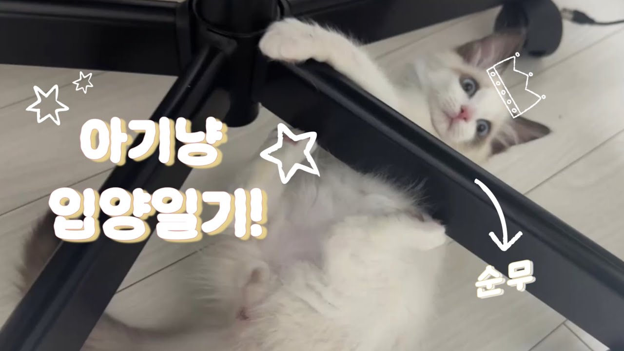 아기 고양이 입양 Vlog / 랙돌 입양일기