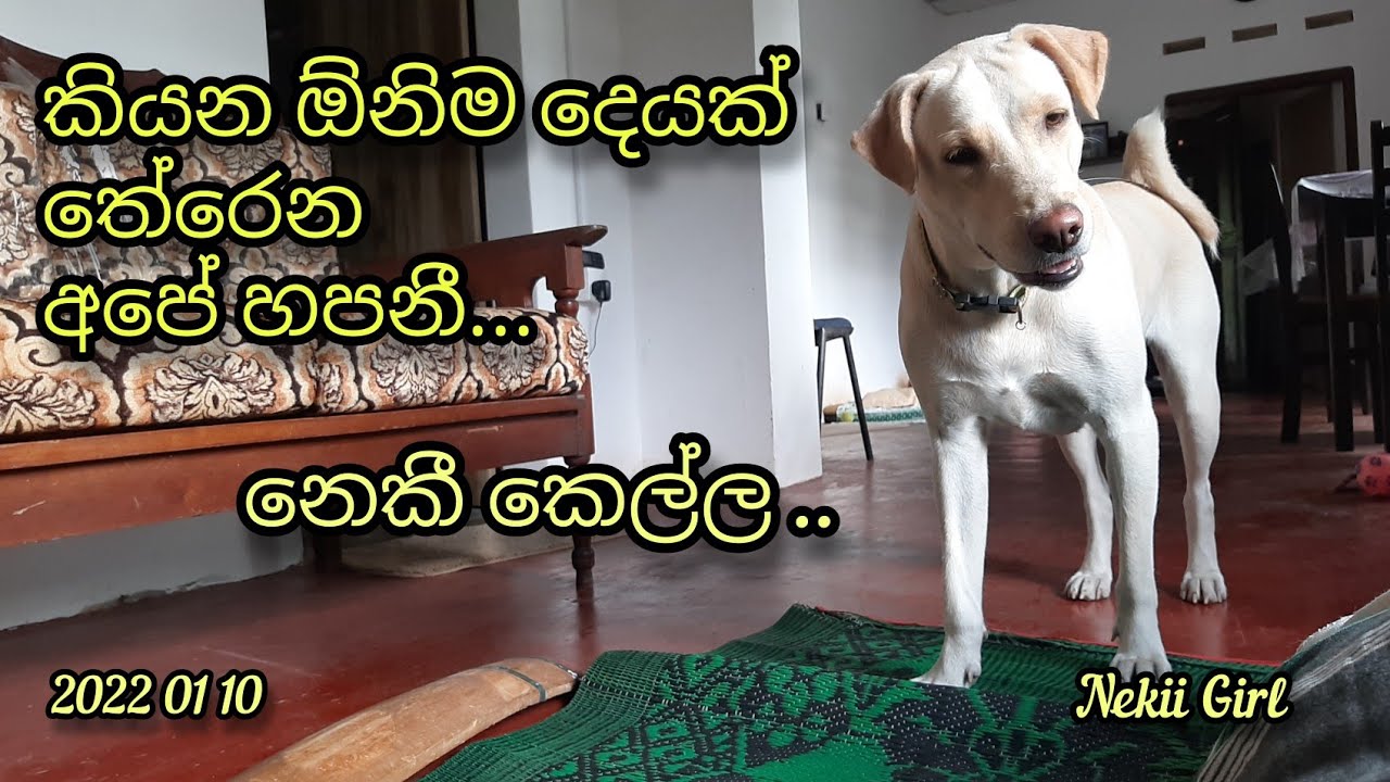 The Smart Dog Nekii | 2022 01 10