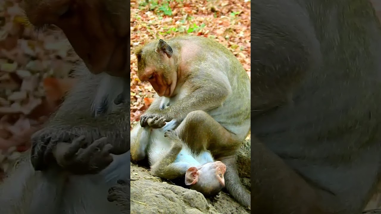 Best clip of monkey baby requests milk very clever. #monkeyrainbow #animals #monkeymonkey #mongkey