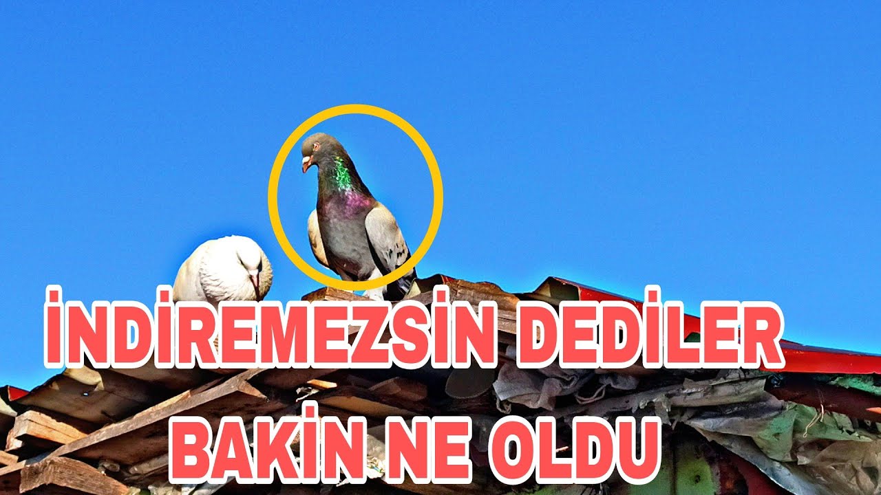 İNDİREMEZSİN DEDİLER BAKİN NE OLDU HARİKA BİR MARDİN TAKLAÇİSİ