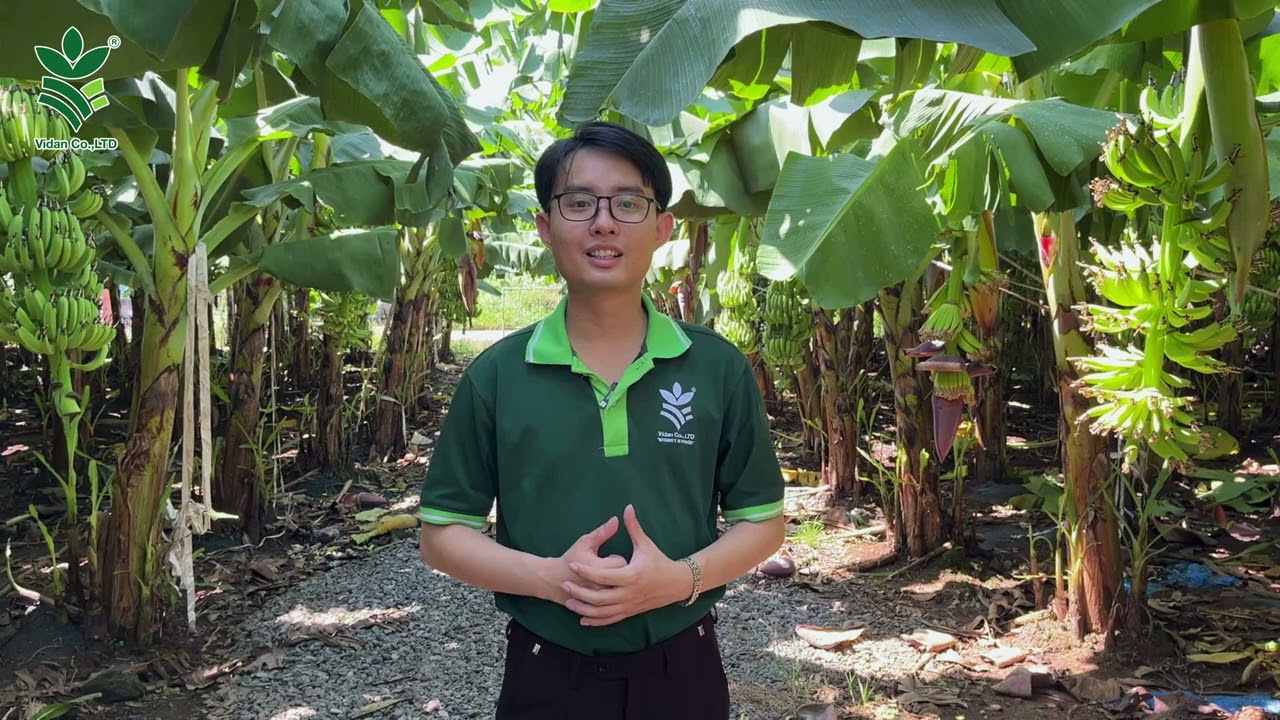 RỒNG XANH - Năng suất vượt trội cho chuối