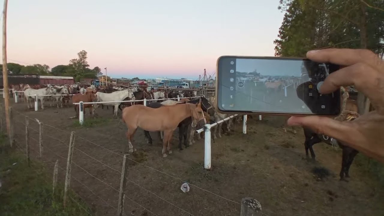 Fiesta Provimciall Del Caballo Urdinarrain En Vivo