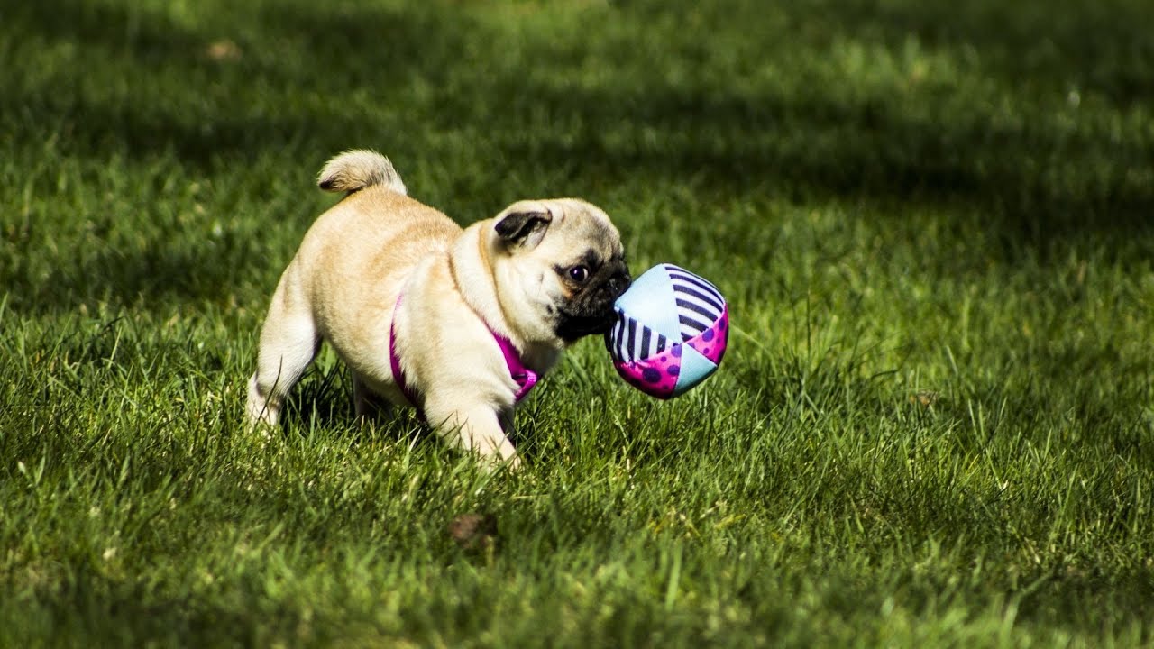 Pug Puppy Care Guide for New Owners