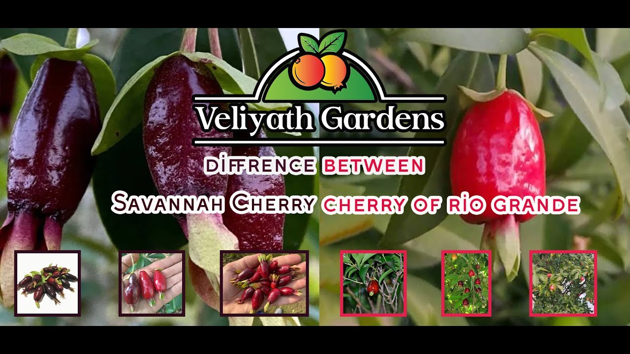 🍒Cherry Showdown: Uncovering the Contrasts Between Savannah Cherry and Cherry of De Rio Grande🍒