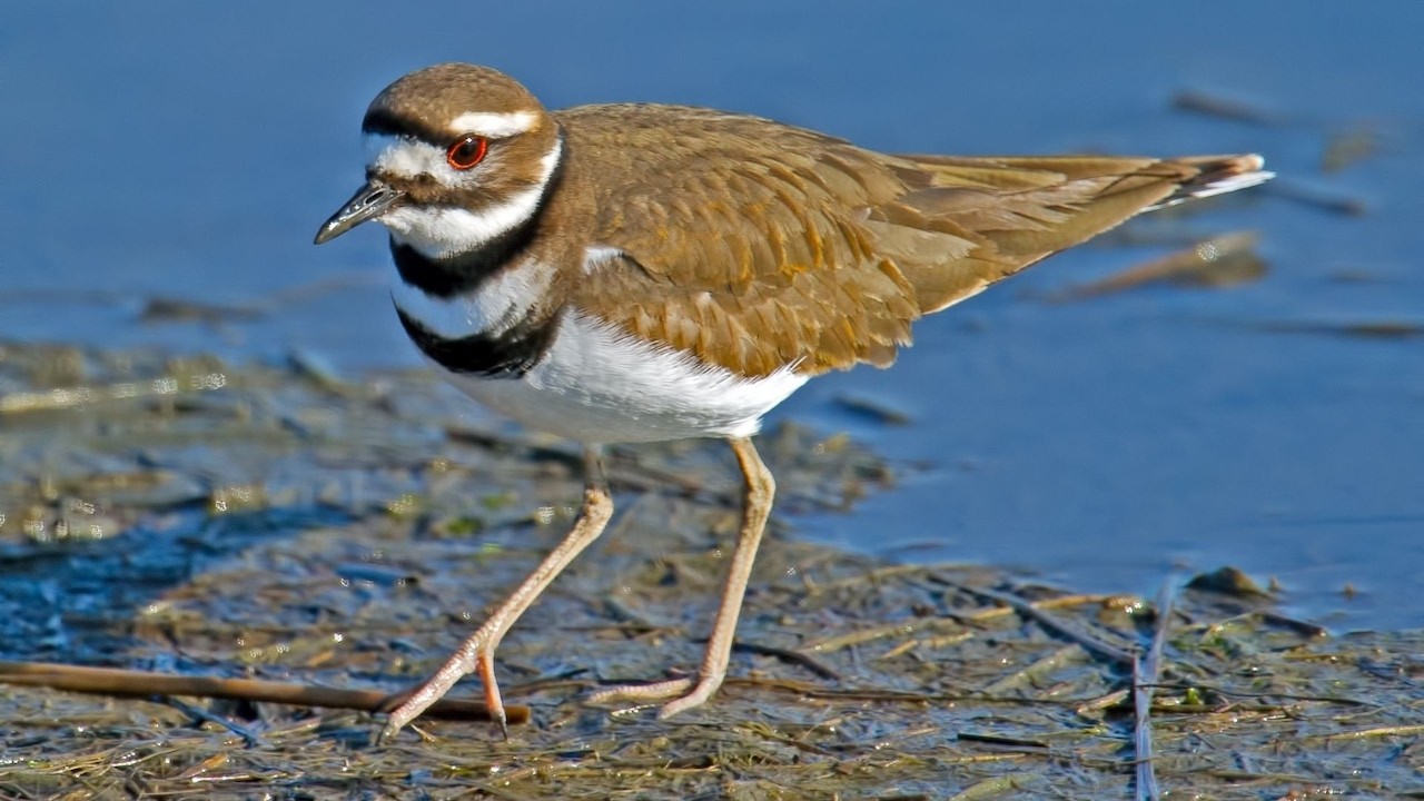 Killdeer Piping Plover Masked Lapwing + More 8 Global Legends