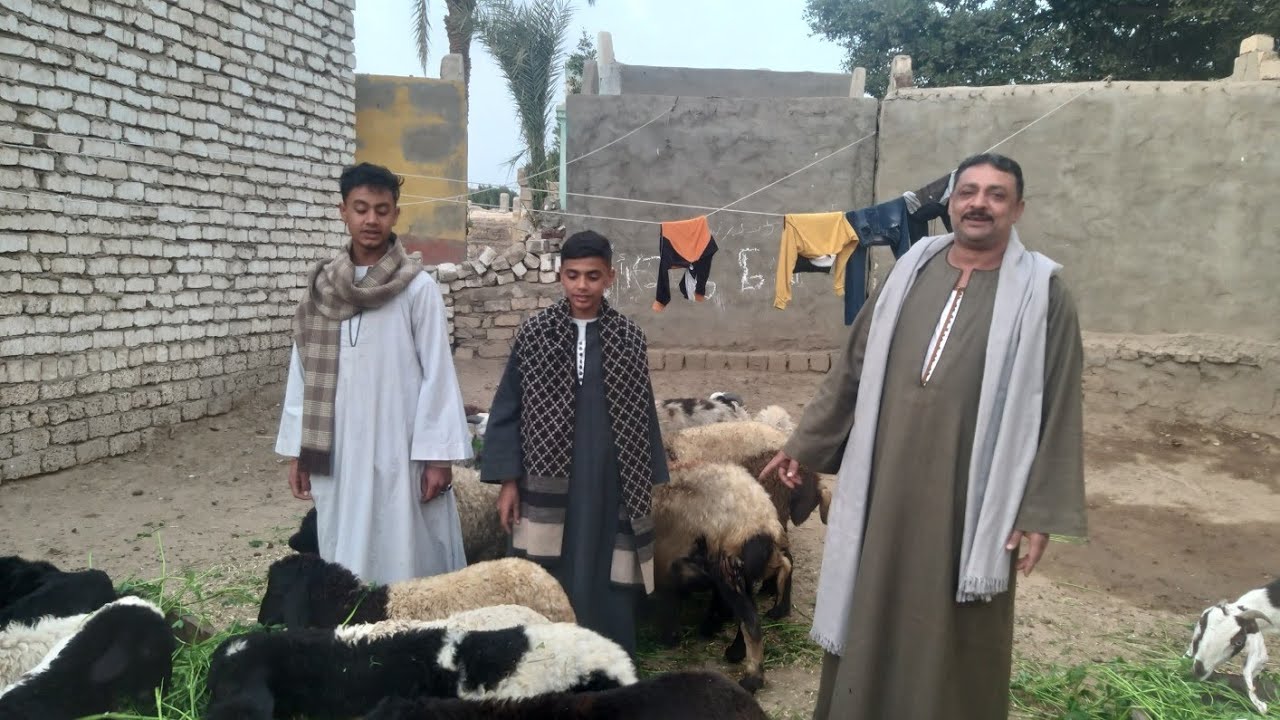 اسعار الاغنام بمغاغه ناااااار والماعز الزرابي