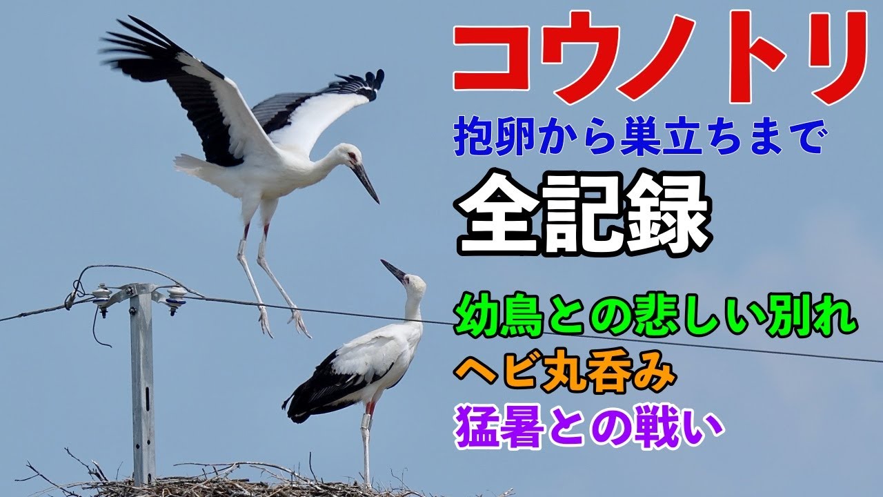 【コウノトリ】子育て全記録！幼鳥との悲しい別れ＆猛暑との戦い＆ヘビ丸呑み