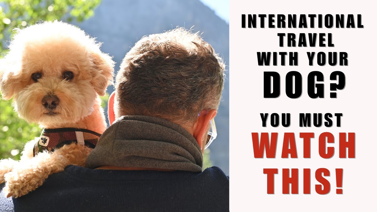 Я летал с собакой в ​​Европу! И вы тоже можете! (Советы путешественникам) | Из Европы в Великобри...