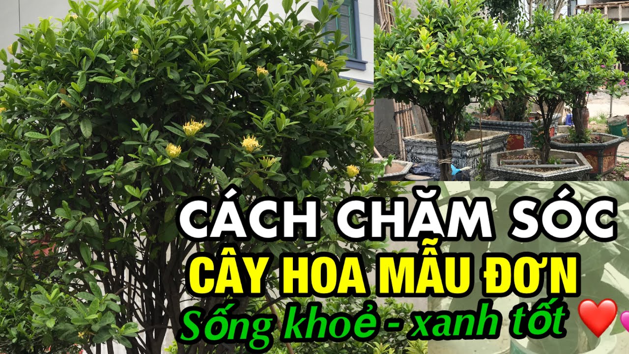 c&aacute;ch chăm s&oacute;c c&acirc;y hoa mẫu đơn -Trung ki&ecirc;n garden, x&atilde; Xu&acirc;n Quan, Văn Giang, Hưng y&ecirc;n 0977999046