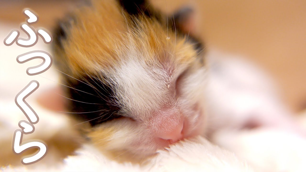 【６～７日目】お腹がふっくらしてきたよ【おまめ日記】保護猫ミルクボランティア