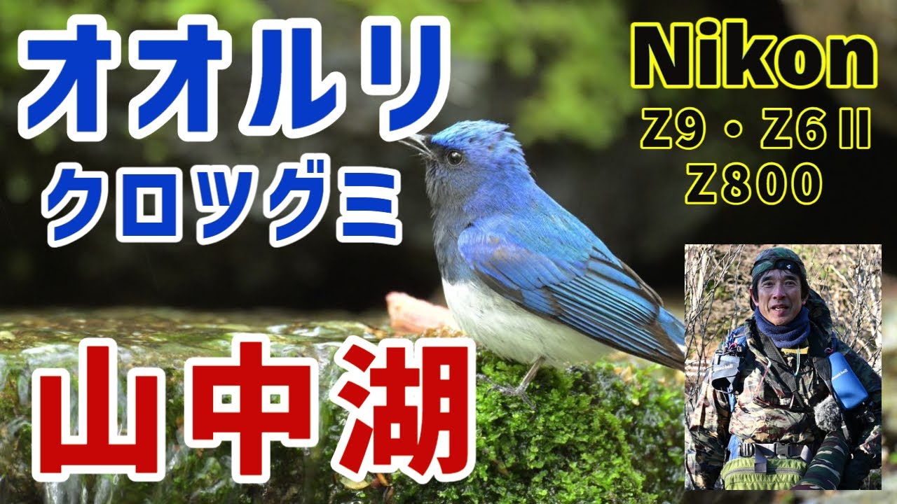 山中湖・大洞の泉 2023夏鳥第四弾！オオルリ・クロツグミ・キビタキ・コムクドリちゃん・ハクチョウ親子！ Nikon Z9/Ｚ800ｍｍ ４ｋ