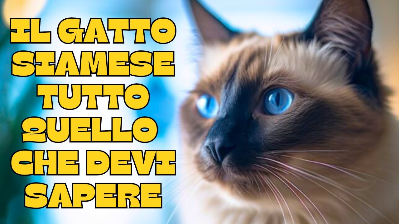 🐾Il gatto siamese : tutto quello che devi sapere! 🐾
