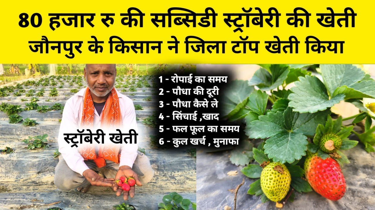 स्ट्रॉबेरी की खेती कैसे करें | How to cultivate strawberries | स्ट्रॉबेरी सब्सिडी और रोपाई खाद पानी