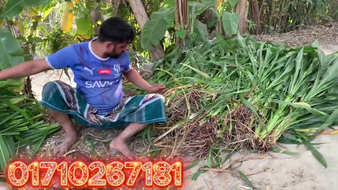 গুয়াতেমালা ঘাস চাষ করে লাভবান হোন | কম খরচে বেশি ঘাস